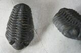 Double Phacops Araw Trilobite Plate #13545-2